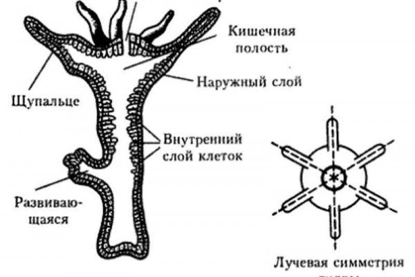 Клирнет ссылка на зеркало маркетплейс кракен